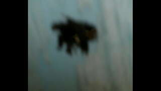 ���ॅटिन apy कॅम इक्वाडोर . centro सामना david jones वर ecuatorianas