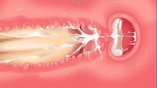 Jyoshikosei a washitsu ag Misooden