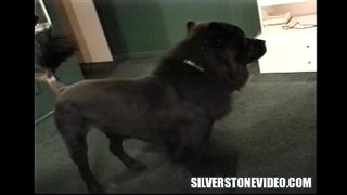 Tuổi Giả Alex Dane