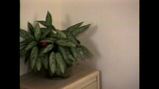 LBO - Mr Peepers Nastiest Vol7 - scene 2